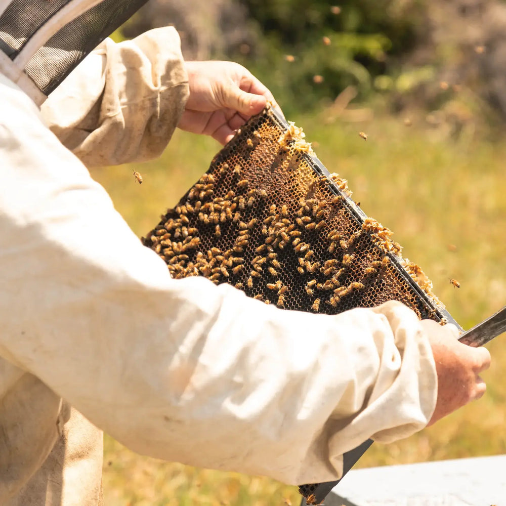 ANUK-  Manuka Honey MGO 1200